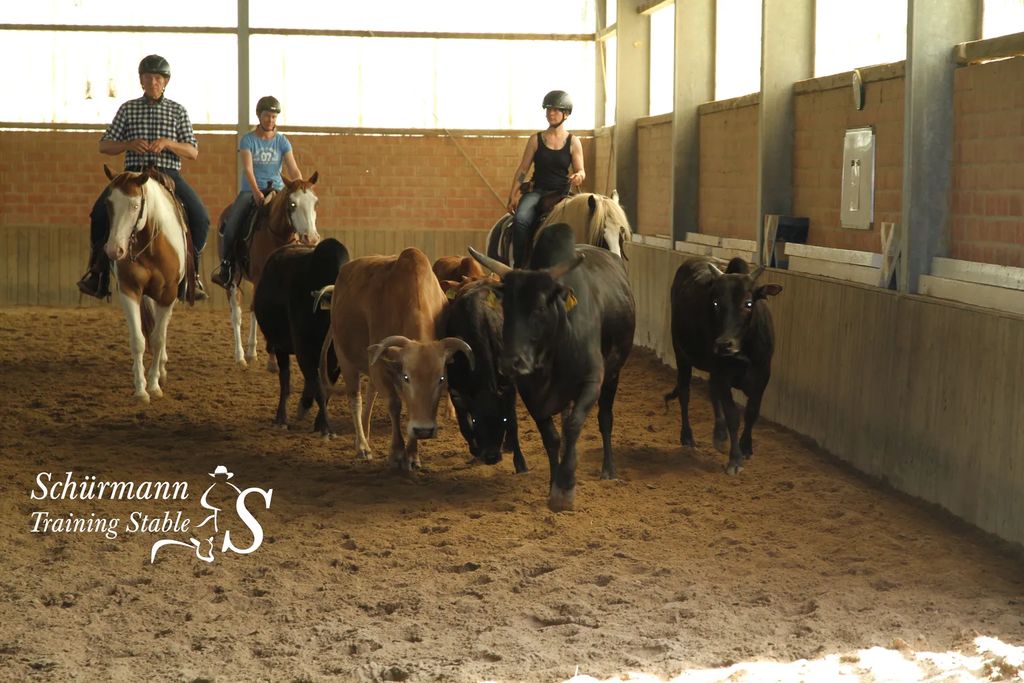 Mehr über den Artikel erfahren Rinderarbeit